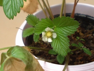 ���C���h�X�g���x���[