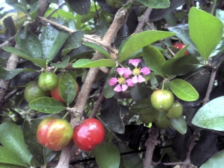 �A�Z�����̉�