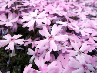 �V�o�U�N��