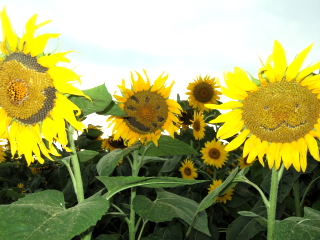 �_���f���C�I��