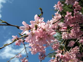 �o�t���u�񒚖ڗΒn