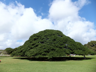 ���̖؂Ȃ�̖�