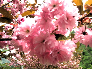 八重桜