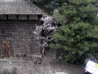 �C����`�S